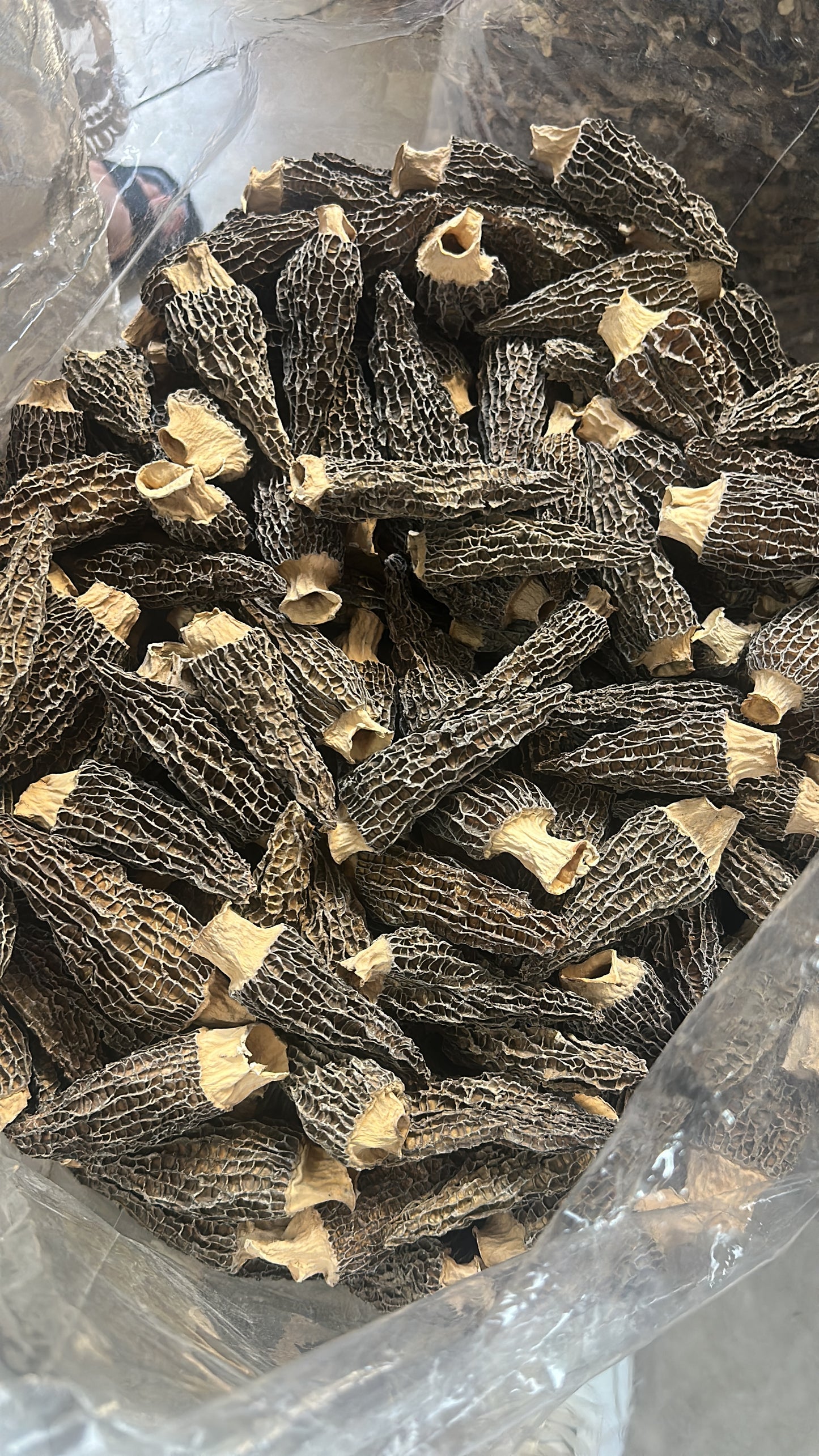 Morels Mushroom (Medium)(羊肚菌) 50g