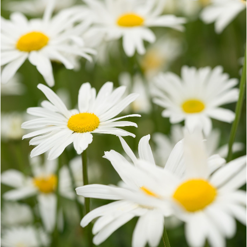 BlossombyH DAISY Solid Perfume 15g